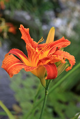 Orange daylilies blooming in a garden