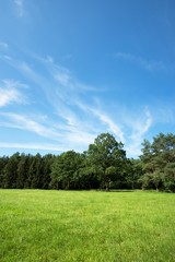 Summer meadow with several trees in background