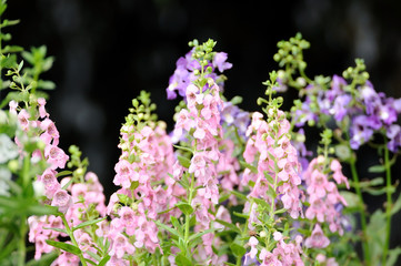 Fototapeta premium Beautiful plant for web background.