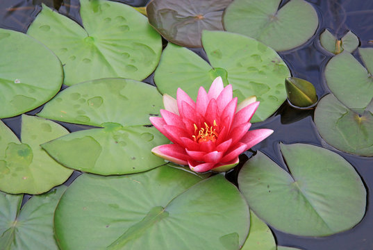 Pink nymphaea flowers on the pond surface