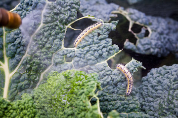 Schädlingsbefall, Raupen den großen Kohlweisslings, an Wirsing