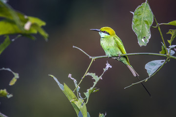 Green bee-eater in Bardia national park, Nepal