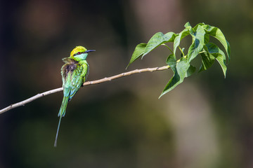 Green bee-eater in Bardia national park, Nepal
