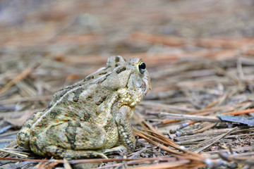 Frog camouflage.