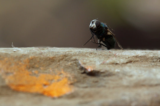 mouche