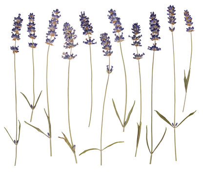 Fototapeta Dry pressed lavender isolated on white background 