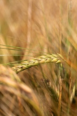 Detail of Barley Spikes