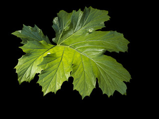 Photograph of an isolated, backlit Acanthus mollis leaf against a black background. Also known as bear's breeches.