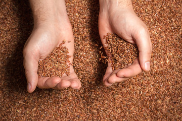 food background. Many grains of brown rice in a farmer's hands