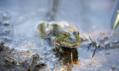 Naklejka premium American Bullfrog camouflaged in natural aquatic habitat. Santa Clara County, California, USA.