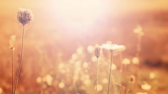 Beautiful flowers in field on sunset background. Sunny outdoor bright evening. Autumn theme background. Closeup Full HD video