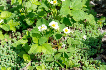 Several strawberry flowers on the stem. Strawberry flowers. Green bush blooming in the spring strawberries. Blooming strawberry. Selective focus. Natural green blurred spring background.