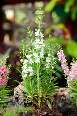 Beautiful plant for web background.