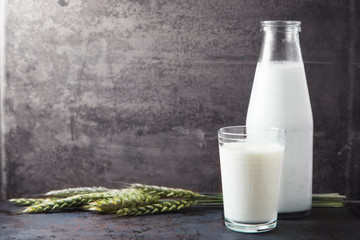 Glass of milk with wheat on grey background