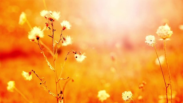Beautiful flowers in field on sunset background. Sunny outdoor bright evening. Autumn theme background. Closeup Full HD video