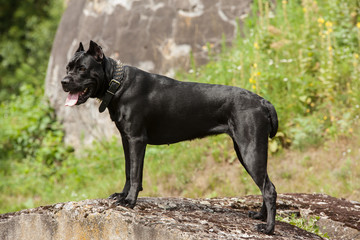 The black dog