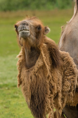 Upright vertical close up of a dromedary camel which has been moulting