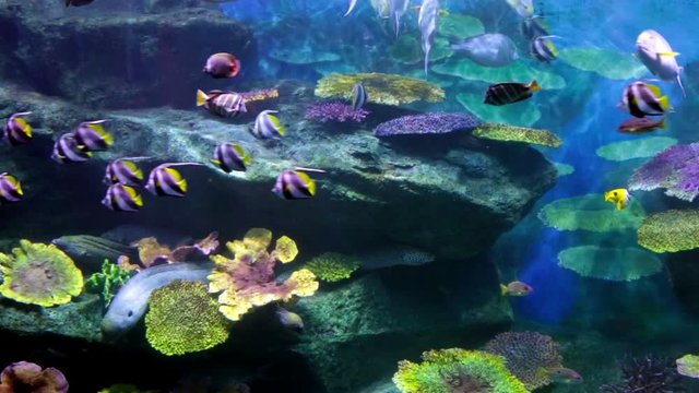 tropical fishes at stones and corals