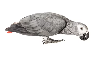 Foto op Plexiglas Gray parrot Jaco on a white background © avramchuk