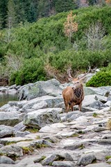 Jeleń Morskie Oko © Grafik-Komputerowy