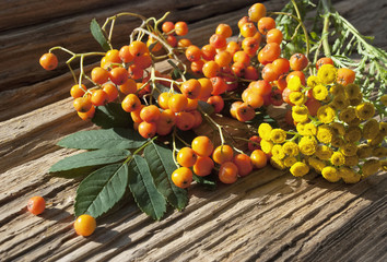 Vogelbeeren, Beeren der Eberesche - Sorbus aucuparia - und Rainfarn Blütenköpfe - Tanacetum...