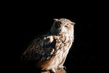 owl sitting on a stone on a black