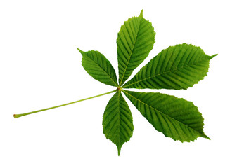 Naklejka na ściany i meble Closeup of chestnut leaf