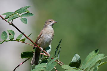 Common whitethroat (Sylvia communis)