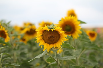 Obraz premium Sunflowers