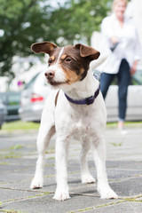 Mit Hund in der Stadt