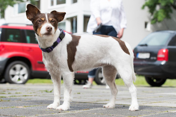 Hund in der Stadt