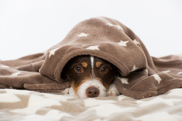 Hund mit Kuscheldecke