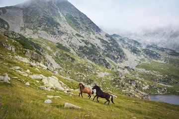 Fototapeta na wymiar Wild horses running free in the mountains