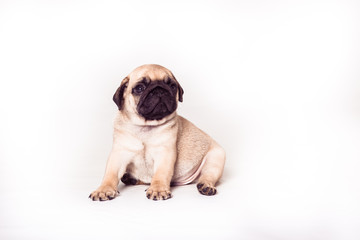 Pug puppy sitting at the white background. Image isolated