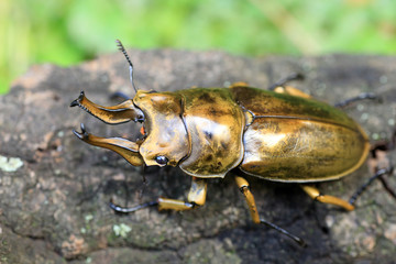 Golden stag beetle (Allotopus rosenbergi) in Java Island, Indonesia