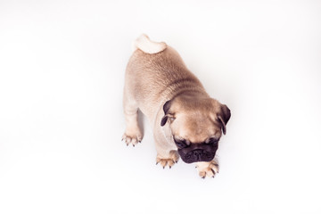 Pug puppy standing at the white background. Image isolated. View from above