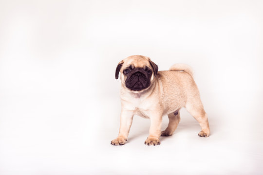 Puppy pug standing at the white background and looking at the camera. Image isolated