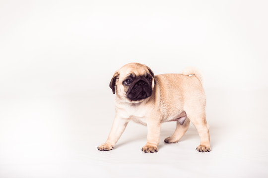 Pug puppy standing at the white background. Image isolated.