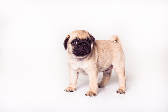 Pug puppy  standing at the white background and looking at the camera. Image isolated