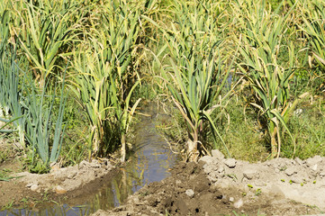 Obraz premium traditional irrigation for vegetable crops using water channels in Castilla fields, Spain