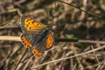 Kleiner Feuerfalter (Lycaena phlaeas)