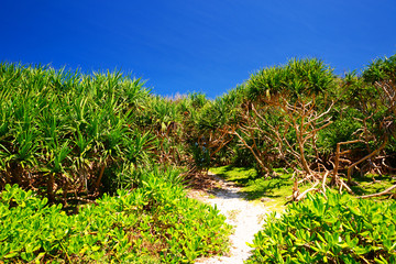 南国沖縄の紺碧の空と亜熱帯植物