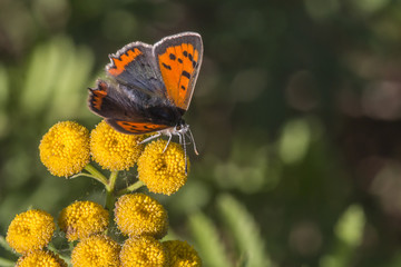 Kleiner Feuerfalter (Lycaena phlaeas)