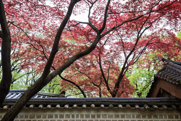 Naklejka na ściany i meble Red and green leaves on trees above buildings and wall at the Changdeokgung Palace in Seoul, South Korea.