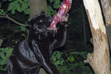 Black Jaguar Lunch