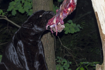 Black Jaguar Lunch