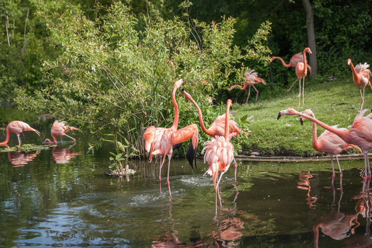 pink flamenco looking for food and playing in the lake