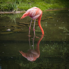 pink flamenco looking for food and playing in the lake