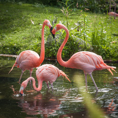 pink flamenco looking for food and playing in the lake