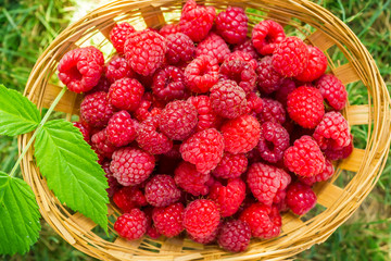 Raspberries in a basket